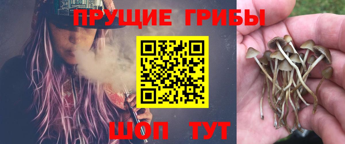 Псилоцибиновые грибы Psilocybe  Вход с VPN  Реутов 